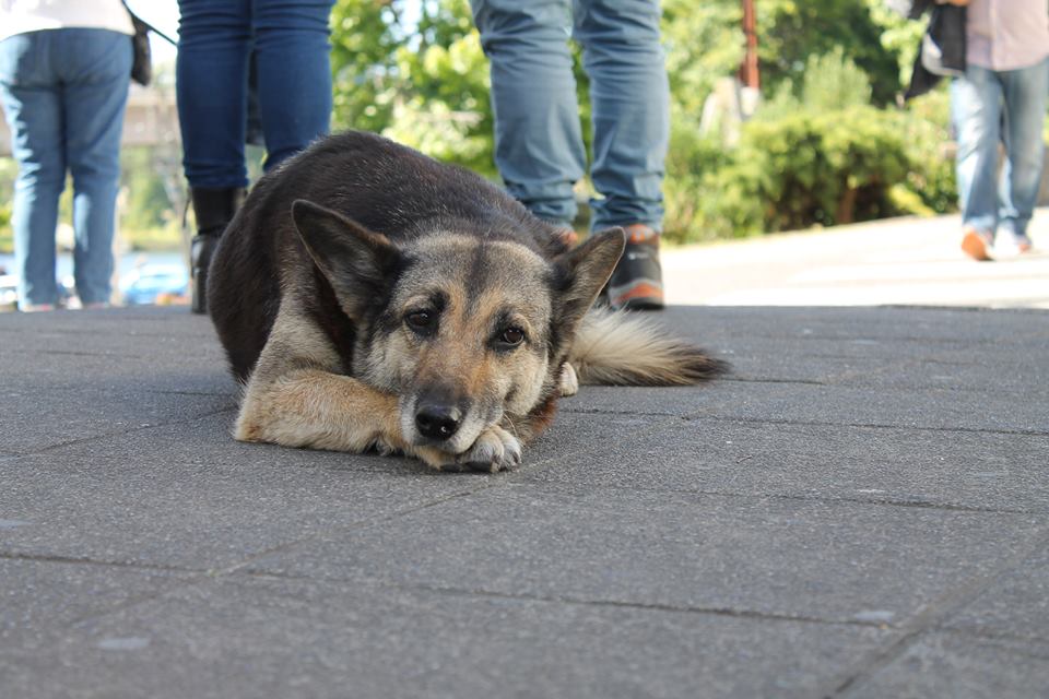 Cuando La Calle Es Su Mejor Amigo Perros Vagos En Valdivia Encuentro Informacion Que Nos Comunica