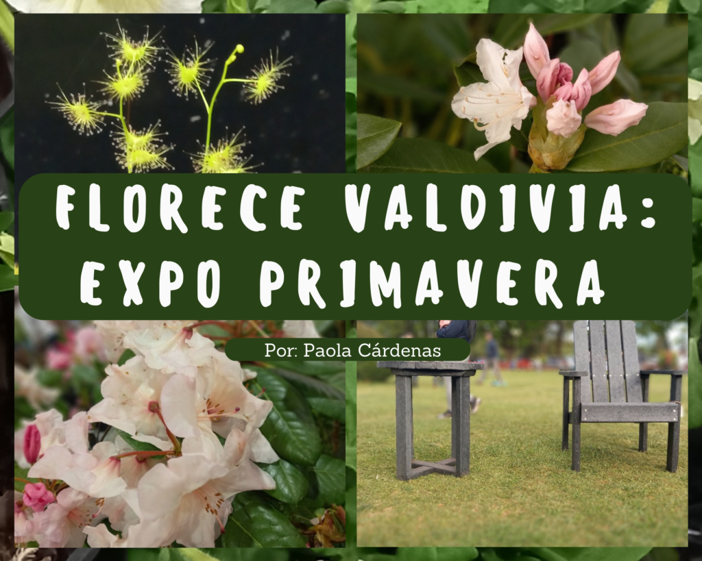 Collage- Expo Primavera